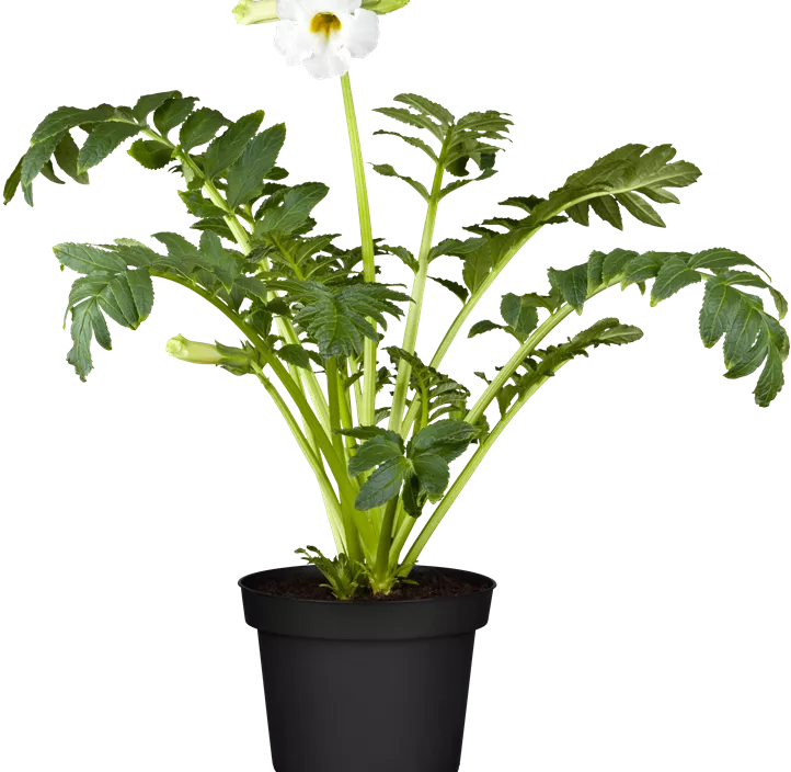 Yunnan-Freilandgloxinie Yunnan-Freilandgloxinie