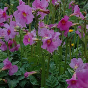 Incarvillea delavayi