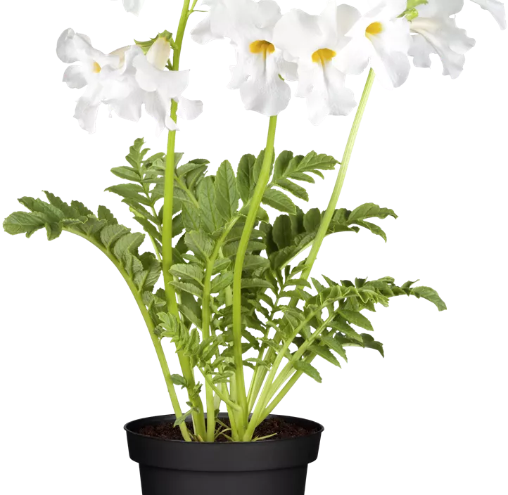 Staudengloxinie 'Snowtop' Staudengloxinie 'Snowtop'