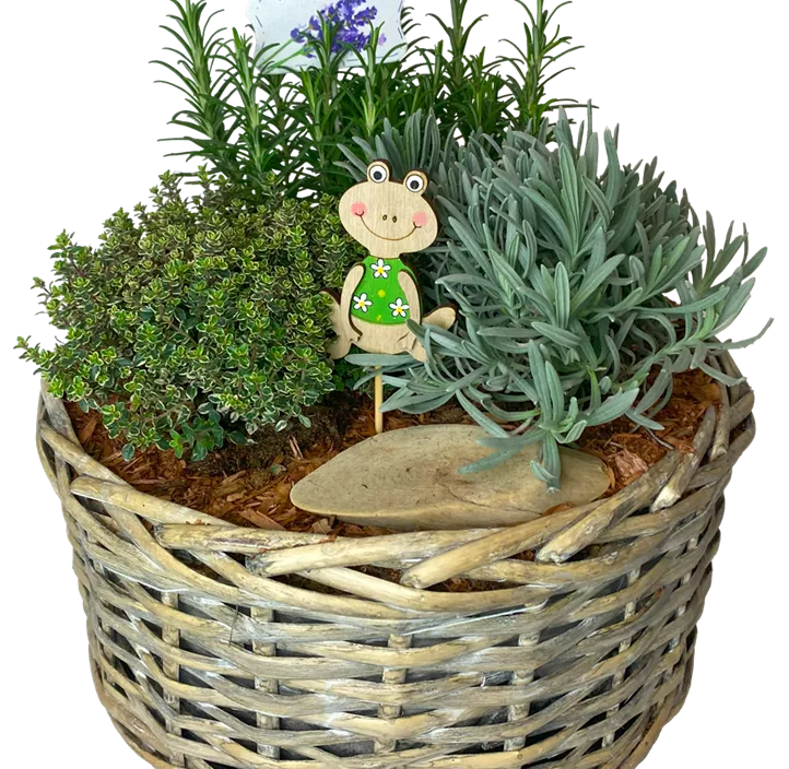 Kräuter-Korb bepflanzt mit verschiedenen Kräutern Kräuter-Korb bepflanzt mit verschiedenen Kräutern