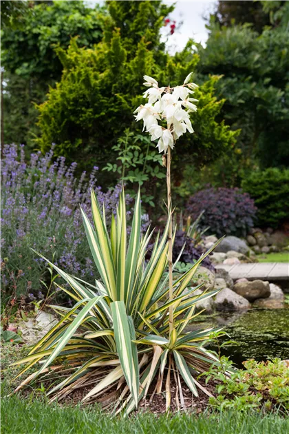 Yucca filamentosa Color Guard, Gelbbunte Palmlilie 'Color Guard' -  Bellaflora