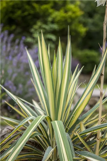 Yucca filamentosa Color Guard, Gelbbunte Palmlilie 'Color Guard' -  Bellaflora