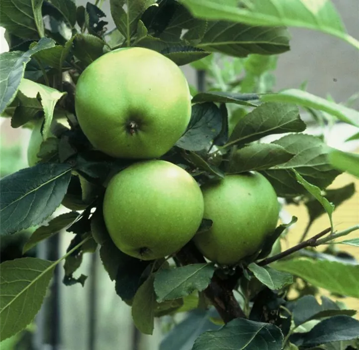 Winterapfel 'Granny Smith'
