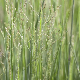 Panicum