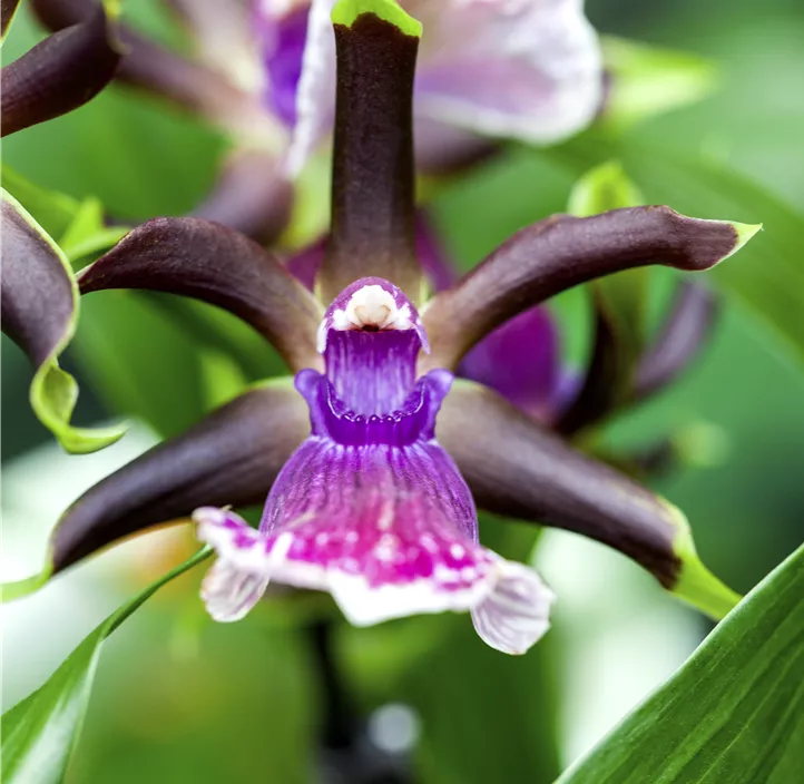 Zygopetalum-Orchidee