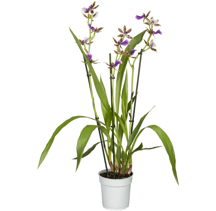 Zygopetalum-Orchidee