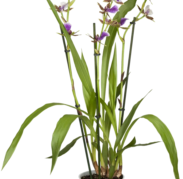 Zygopetalum-Orchidee