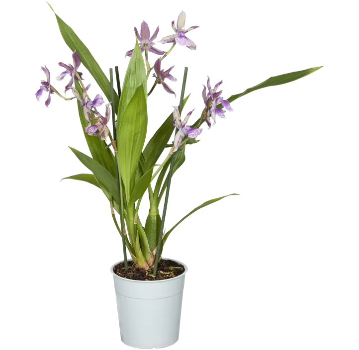 Zygopetalum-Orchidee