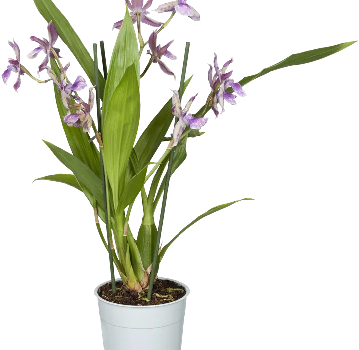 Zygopetalum-Orchidee