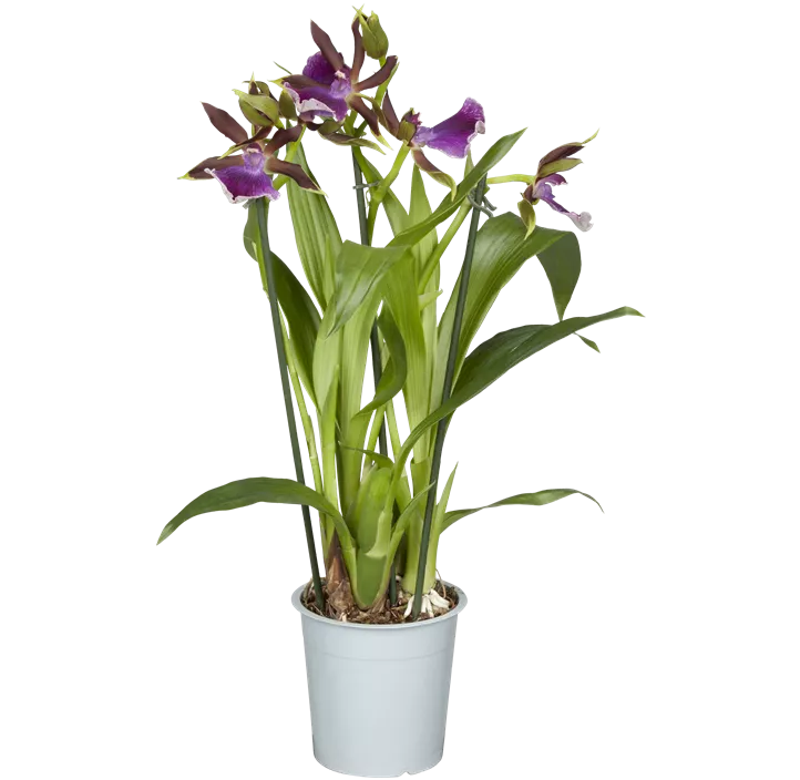 Zygopetalum-Orchidee