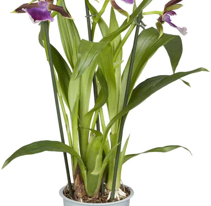 Zygopetalum-Orchidee