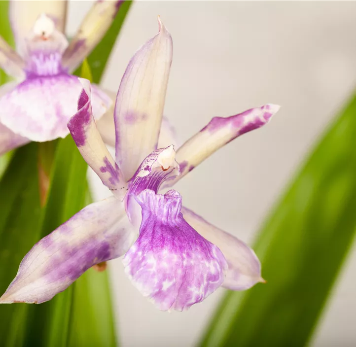 Zygopetalum-Orchidee