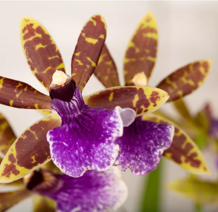 Zygopetalum-Orchidee
