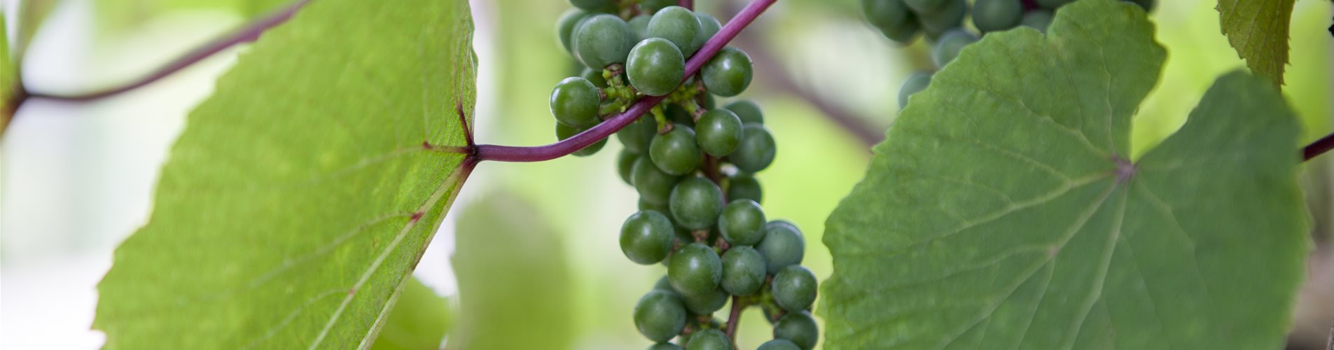 Vitis coignetiae Vitis coignetiae