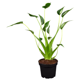 Alocasia Hybriden ‚Tiny Dancer‘