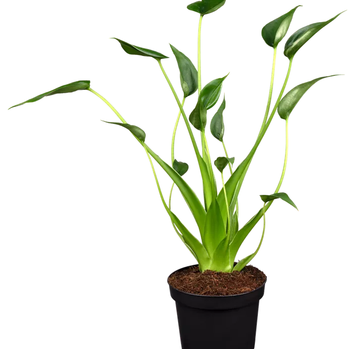 Pfeilblatt 'Tiny Dancer' Pfeilblatt 'Tiny Dancer'