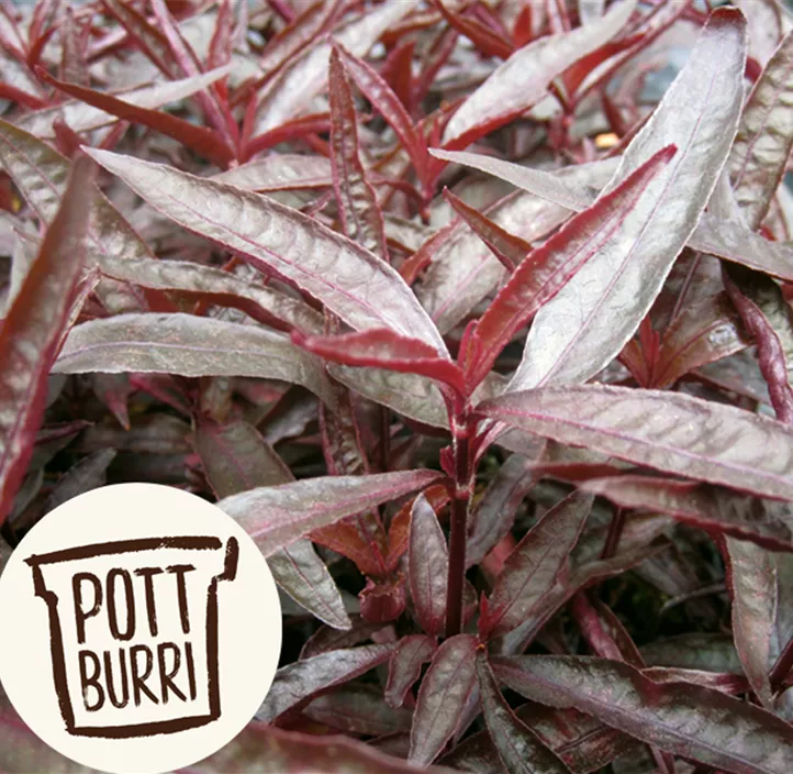 Mukunu-Wenna Pflanze Mukunu-Wenna Pflanze