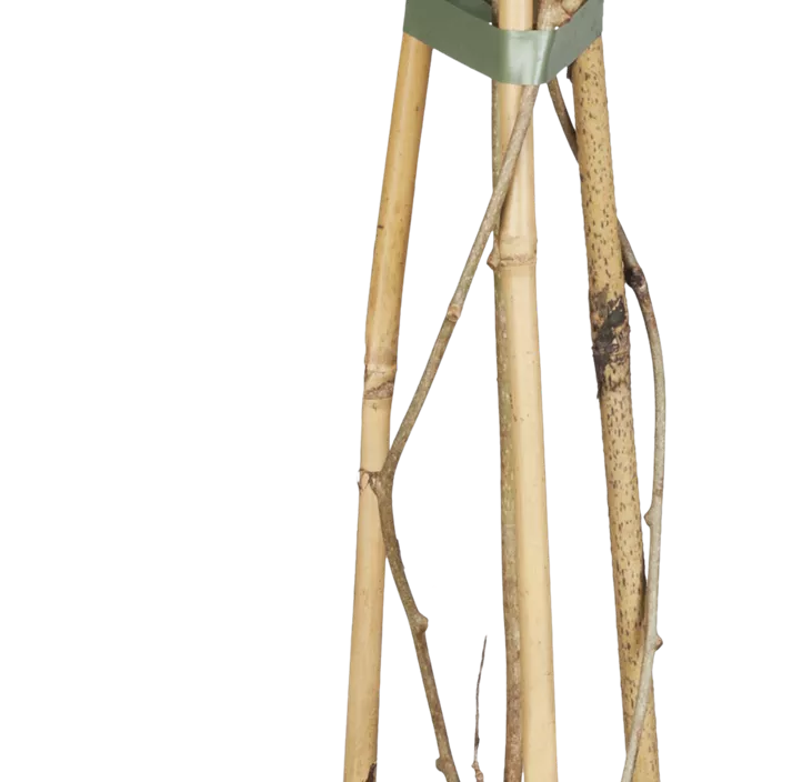 Minikiwi 'Weiki'® Minikiwi 'Weiki'®