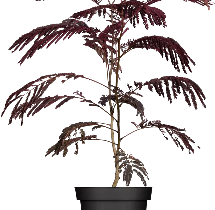 Roter Seidenbaum 'Summer Chocolate'(s) Roter Seidenbaum 'Summer Chocolate'(s)