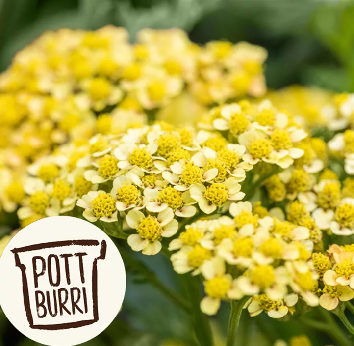 Schafgarbe 'Milly Rock' Schafgarbe 'Milly Rock'