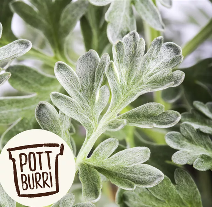 Echter Wermut Echter Wermut