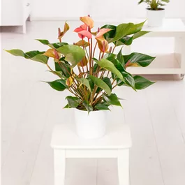 Anthurium andreanum 'Karma Peach'