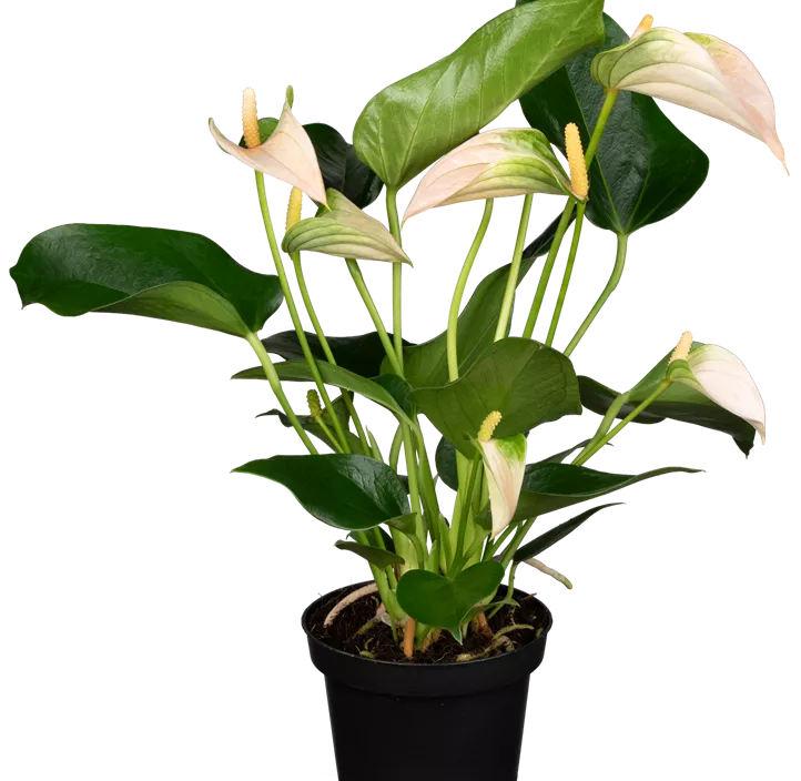 Flamingoblume 'KARMA Peach' Flamingoblume 'KARMA Peach'