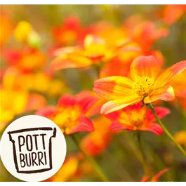 Bidens Bee-dance Pottburri