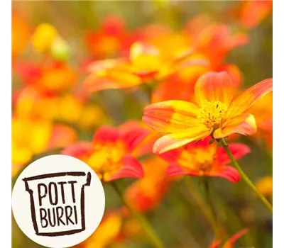 Bidens Bee-dance Pottburri