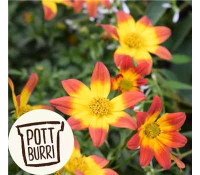 Bidens ferulifolia Bee - Dance Pottburri