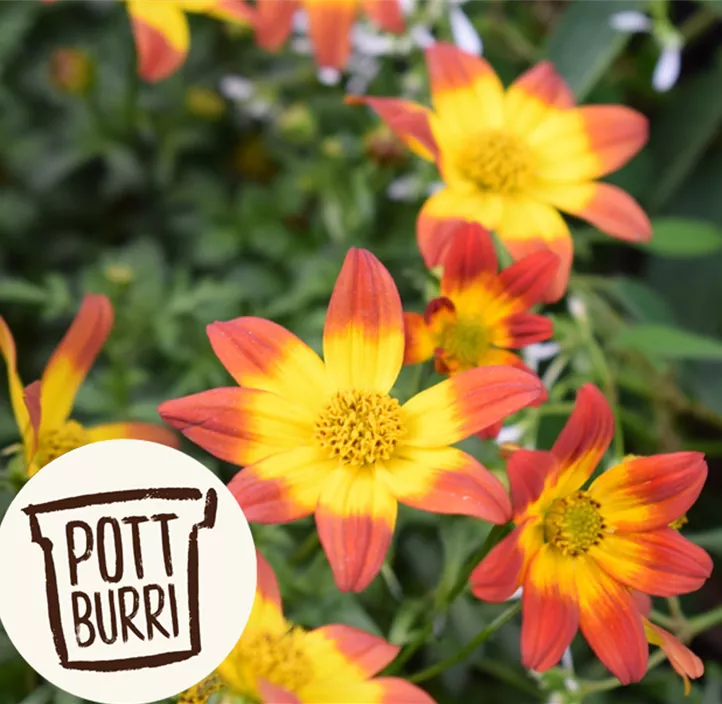 Zweizahn BeeDance®  Zweizahn BeeDance®