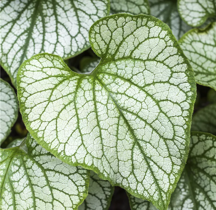 Kaukasusvergissmeinnicht 'Sea Heart'