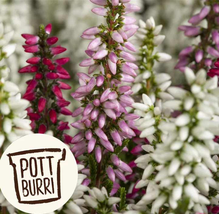 Knospenblüherheide Beauty Ladies Trio Knospenblüherheide Beauty Ladies Trio