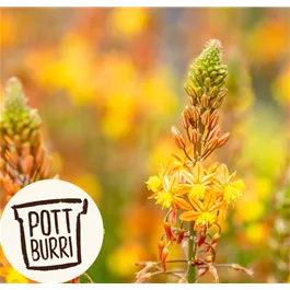 Bulbine frutescens Heilkräuter Potburri