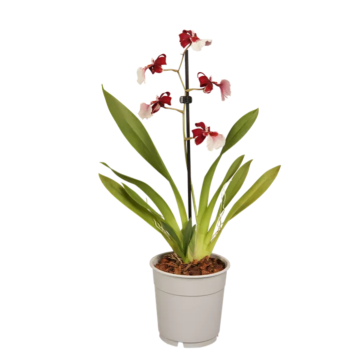 Cambria-Orchidee
