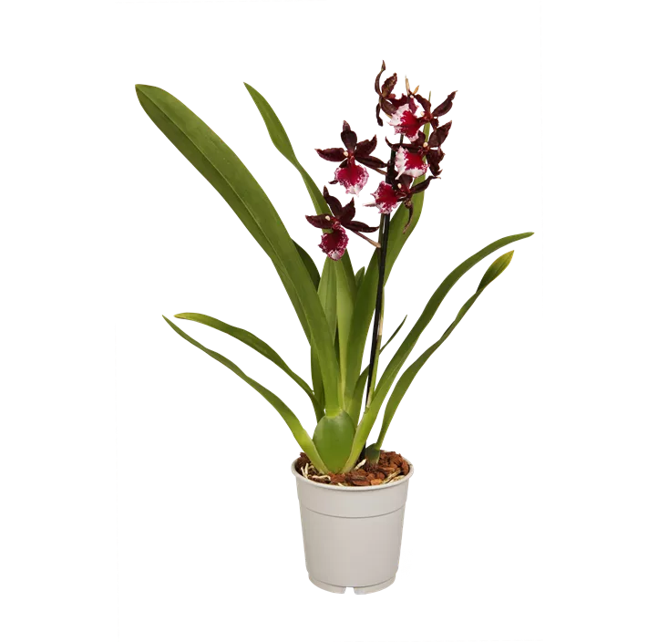 Cambria-Orchidee