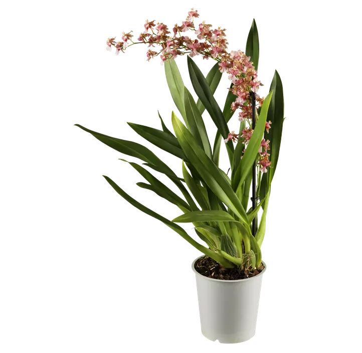 Cambria-Orchidee