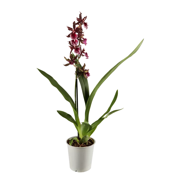 Cambria-Orchidee