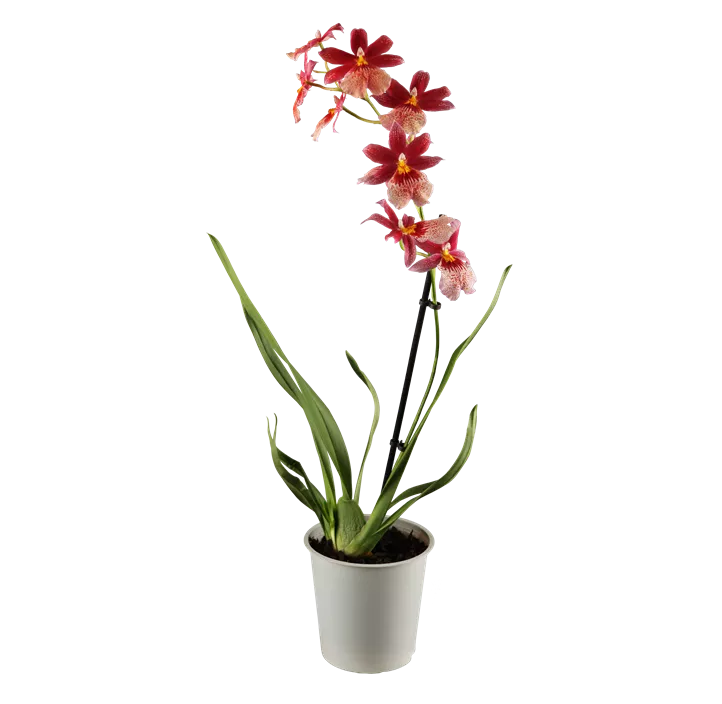 Cambria-Orchidee