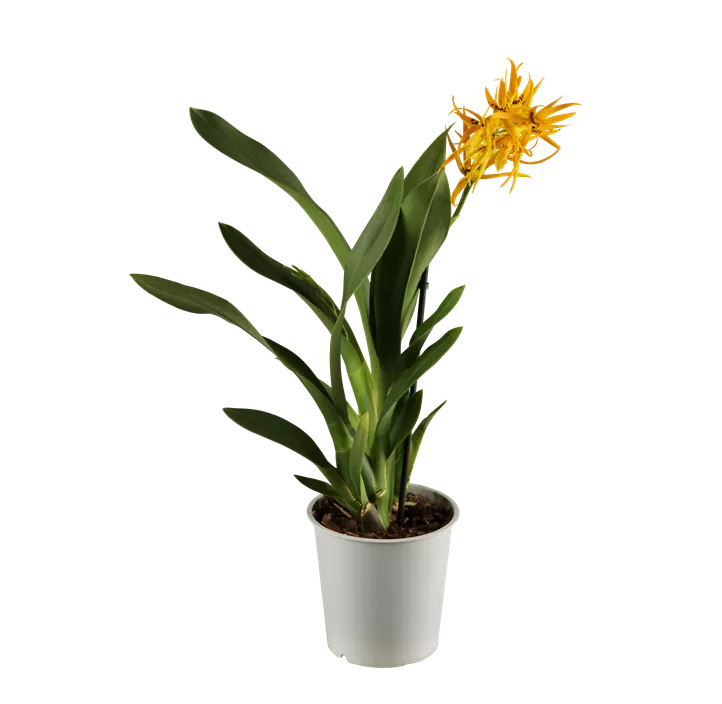 Cambria-Orchidee