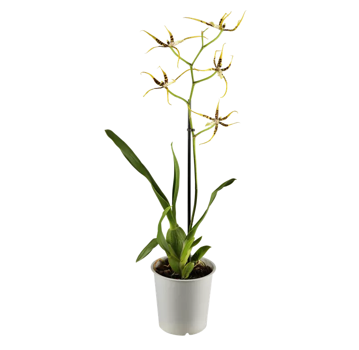 Cambria-Orchidee