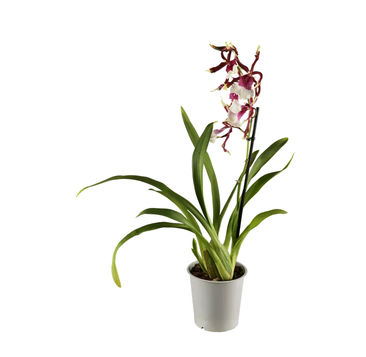 Cambria-Orchidee