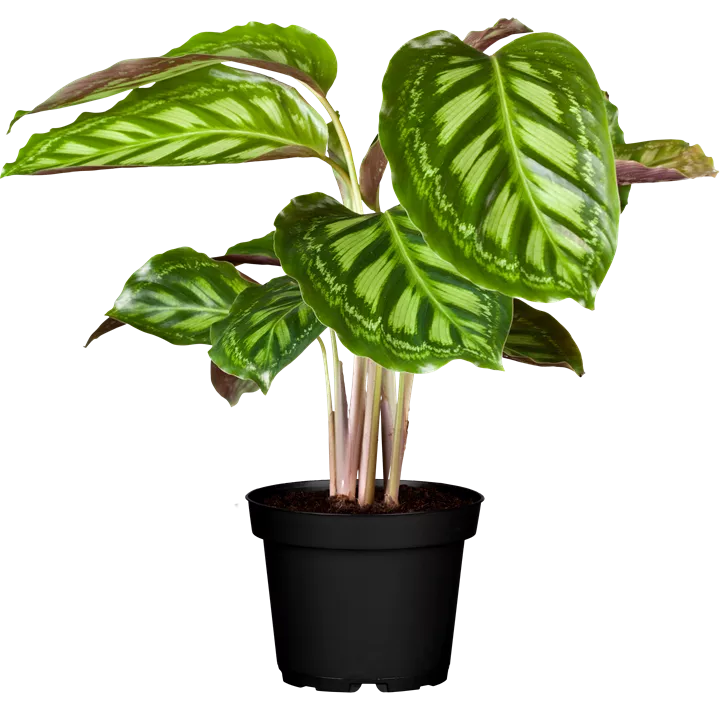 Korbmaranthe Korbmaranthe