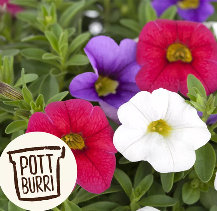 Zauberglöckchen 'Tricolore'