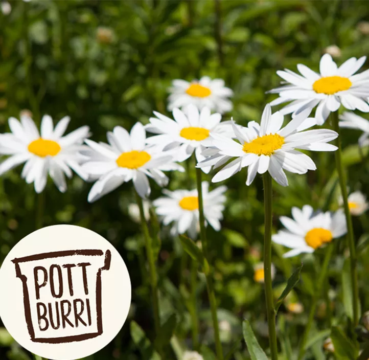 Römische Scheinkamille Römische Scheinkamille