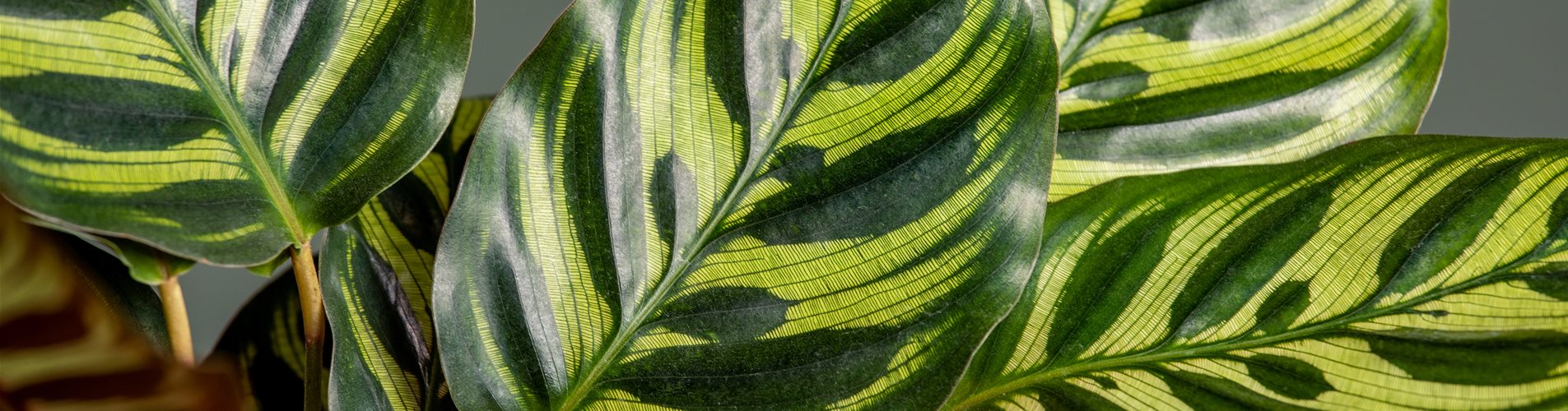 Calathea makoyana Calathea makoyana