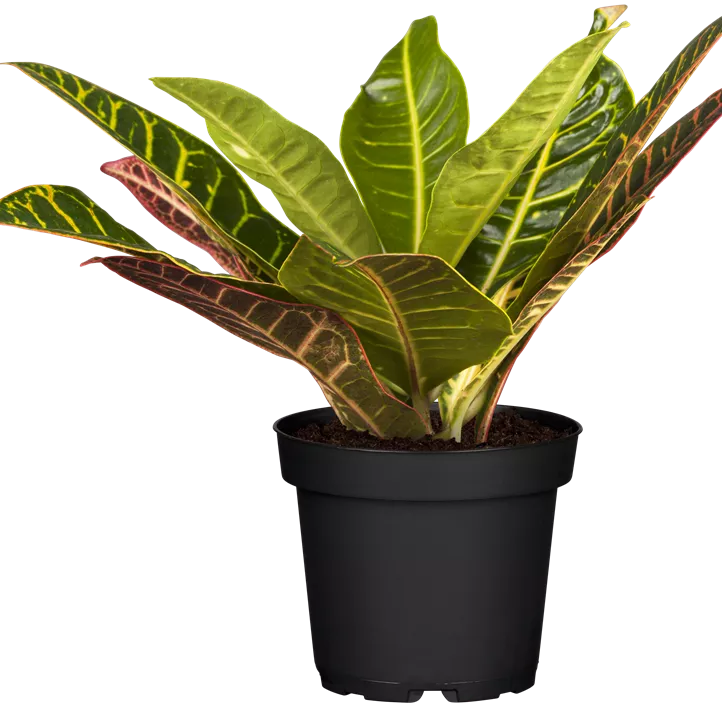 Wunderstrauch 'Petra'