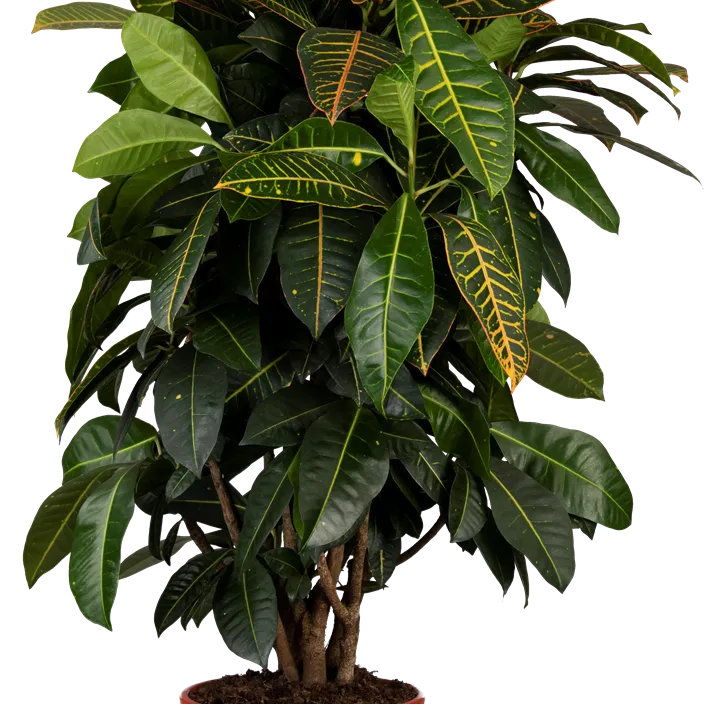 Wunderstrauch 'Petra'