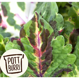 Coleus blumei Pottburri