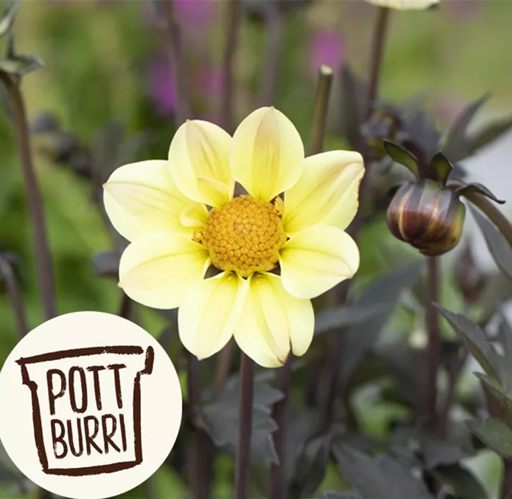 Einfach blühende Dahlie 'Happy Days Cream' Einfach blühende Dahlie 'Happy Days Cream'